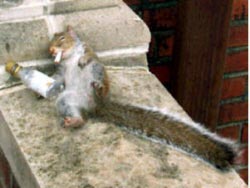 Eichhörnchen mit Flasche